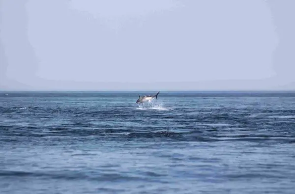 IMG_9781_compressed