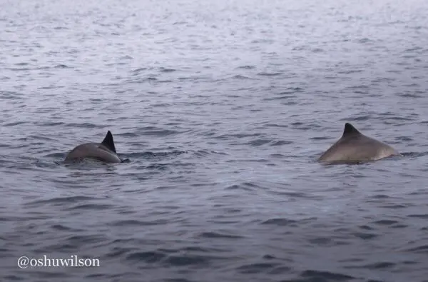 Porpoise