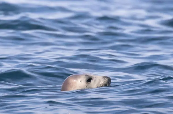 Seal Swim 01_Original