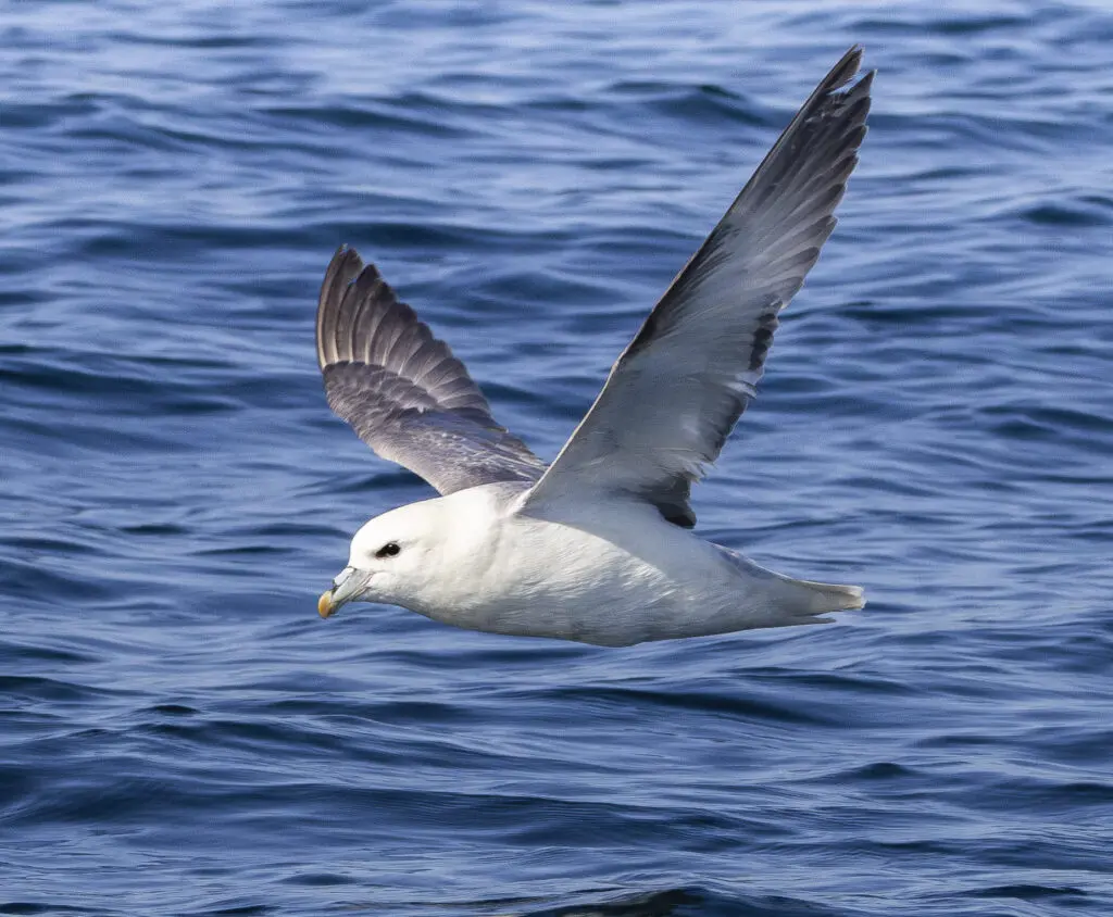 Spring Awakenings and Easter Adventures 2 fulmar2