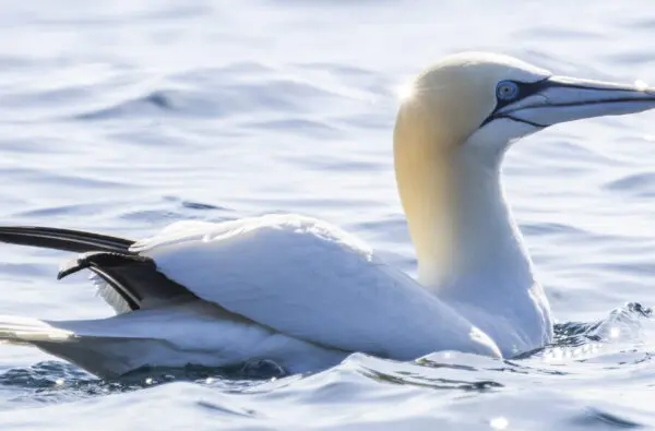 gannet 3