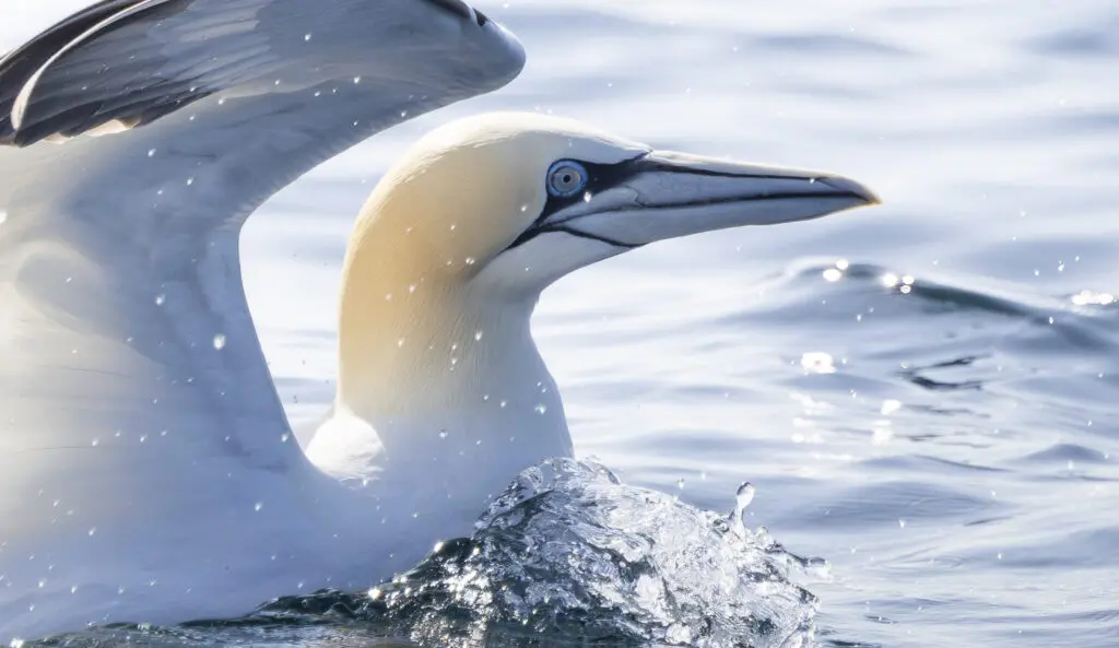 Spring Awakenings and Easter Adventures 3 gannet 4 1