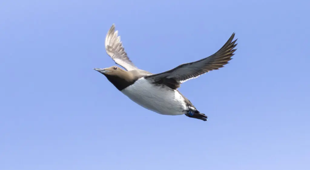 Spring Awakenings and Easter Adventures 4 guille