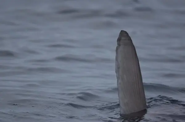 img-20210529-wa0013 (1)