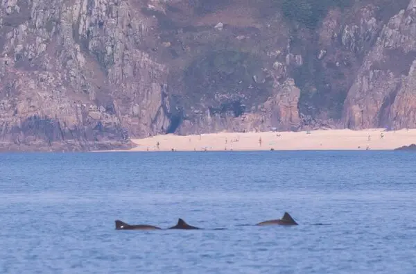 porpoise infront of beach and cliff