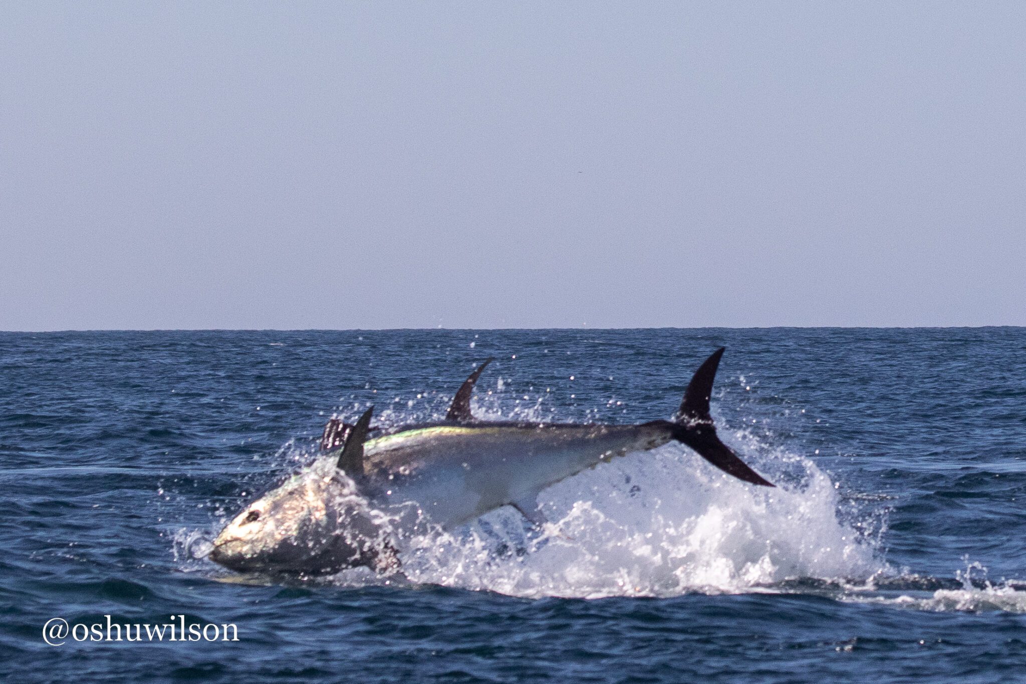 The Return Of Bluefin Tuna To Cornwall Coast Boat Trips Cornwall