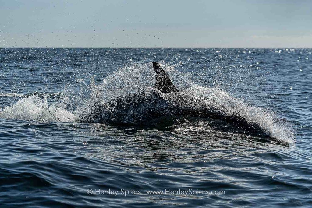 HenleySpiersDolphin compressed 1