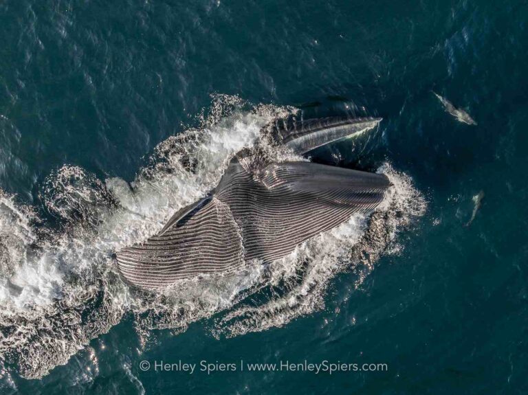 Henley Spiers & Coast Boat Trips
