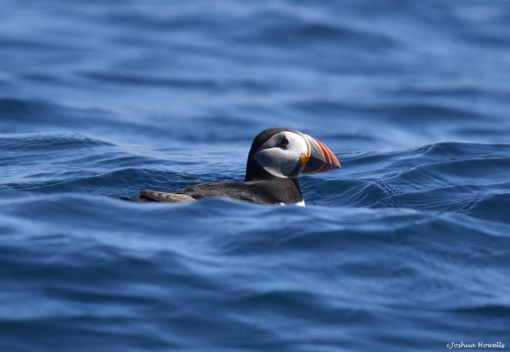 Spring Awakenings and Easter Adventures 1 IMG 20210611 WA0012