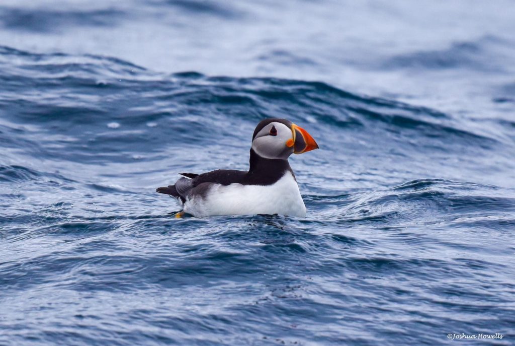 Spring Awakenings and Easter Adventures 5 IMG 20210703 WA0005