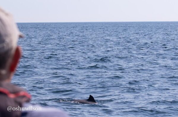 Man looking at porpoise in the sea