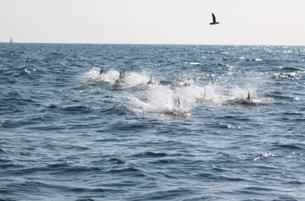 Photo 01-08-2021, 18 09 22