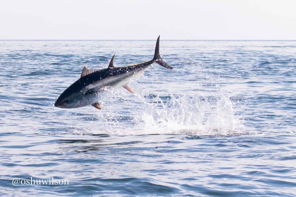 Atlantic bluefin tuna breaching by Lands End