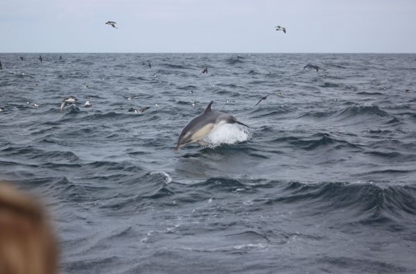 dolphin breach with birds