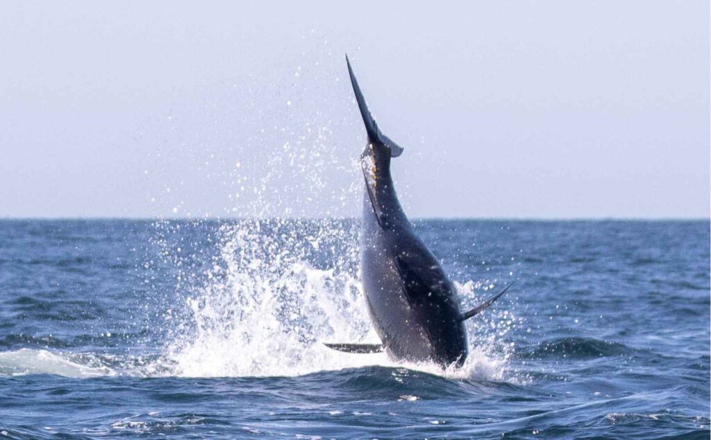 Atlantic bluefin tuna breaching by Lands End.