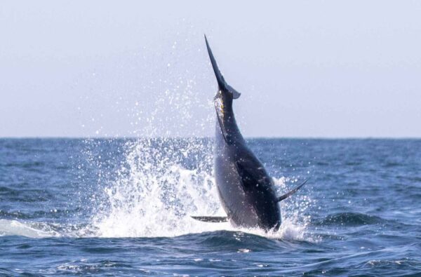 The Return of Bluefin Tuna to Cornwall