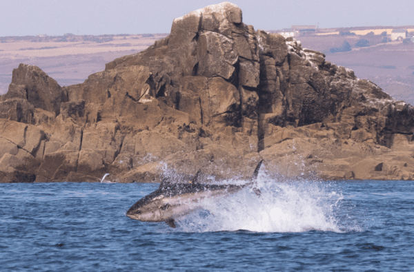 Atlantic bluefin tuna