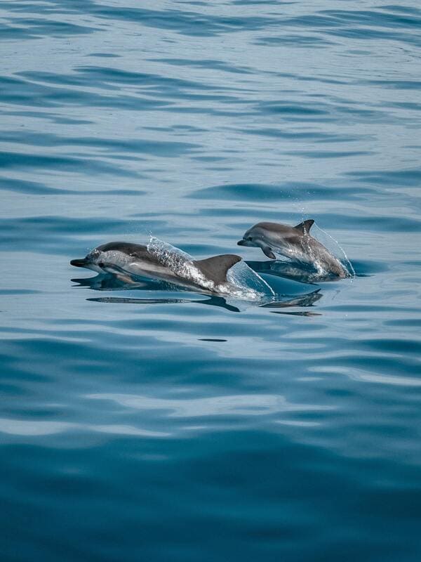 coast boat trips dolphins in cornwall 4