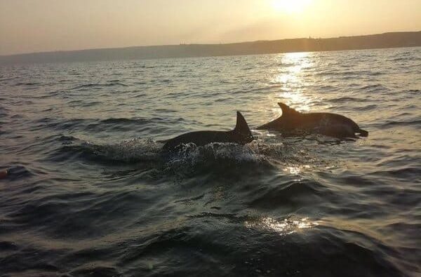 coast-boat-trips-dolphins-in-cornwall (8)