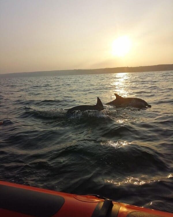 coast boat trips dolphins in cornwall 8