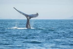 Humpback Whales in Cornwall.
