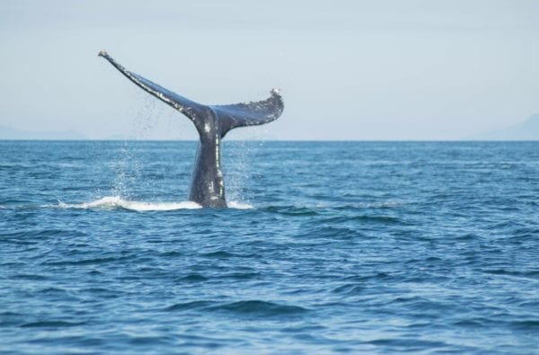 Humpback Whales in Cornwall.