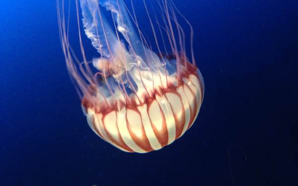coast-boat-trips-jellyfish