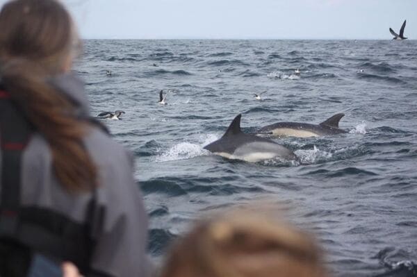 dolphins cornwall coast boat trips penzance 1