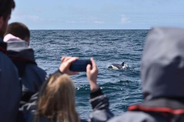 dolphins cornwall coast boat trips penzance 3