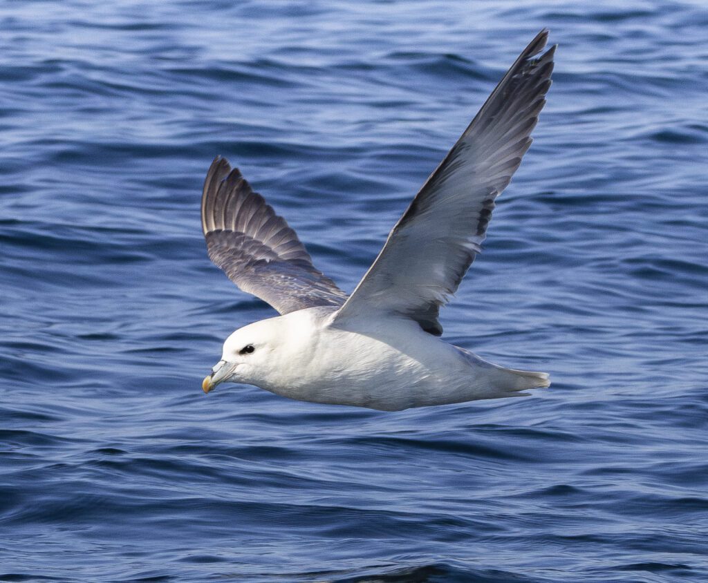 fulmar2