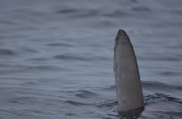 img-20210529-wa0013 (1)