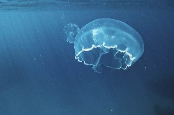jellyfish-in-the-ocean-coast-boat-trips