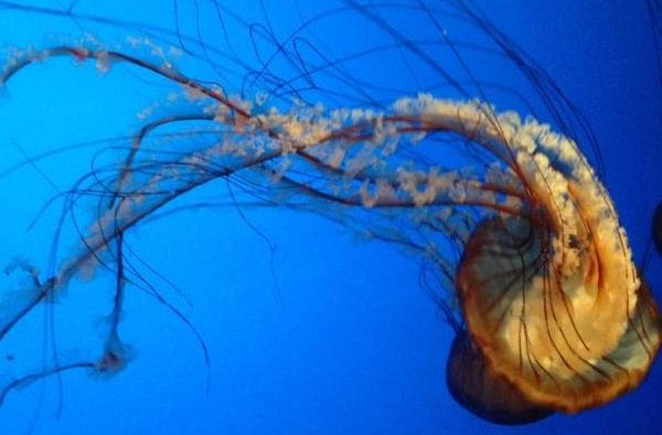 man-of-war-jellyfish-coast-boat-trips