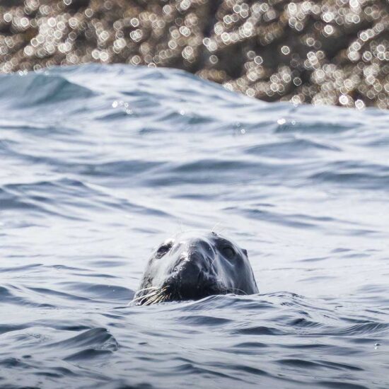 seal spotting coast boat trips 1